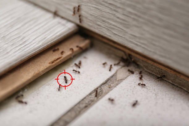 Best Affordable Pest Control Services  in Woodbury, NJ