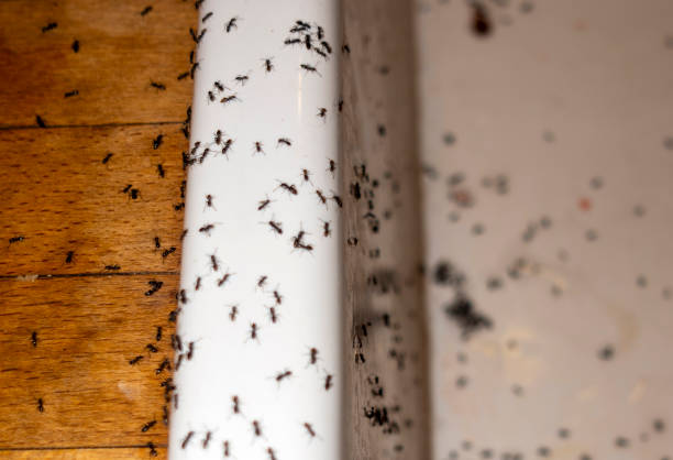 Best Commercial Pest Control Services  in Woodbury, NJ
